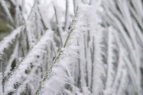 frozen grass