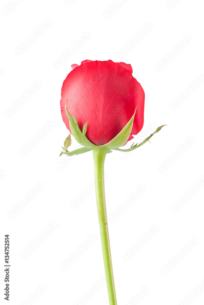 Happy Valentine’s Day, beautiful single red rose on white back Happy Valentine’s Day, beautiful single red rose on white back