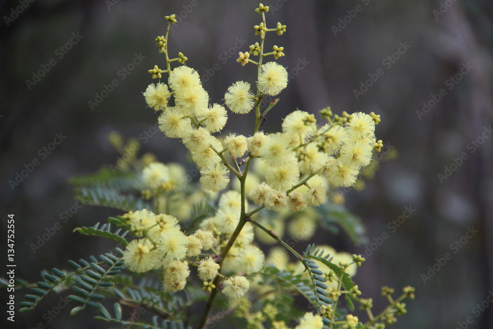 yellow flower yellow flower