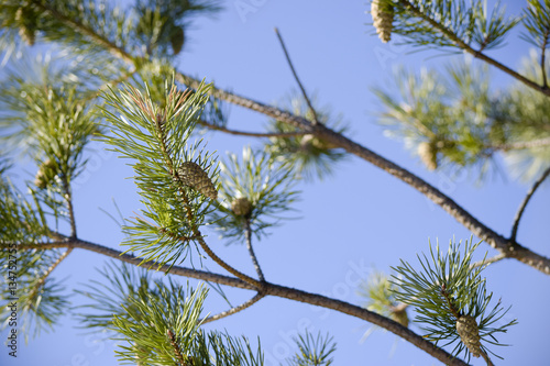 Pine and pine cones in sunlight © Mareen Vandelay