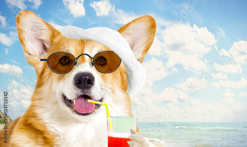 Canvas Print dog resting on the sea in summer