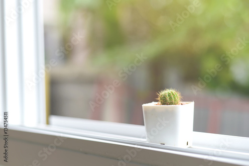 little cactus on the window with green bokeh background