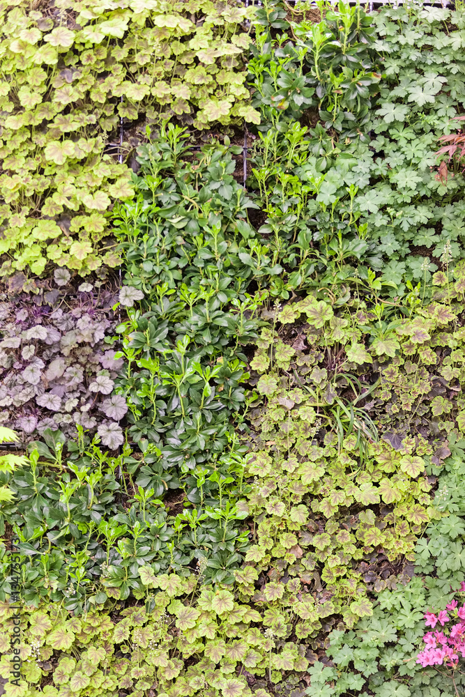 plants in a botranical garden plants in a botranical garden