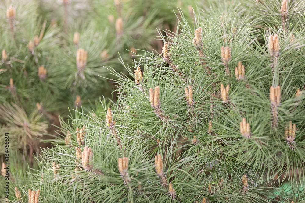 white pine branches