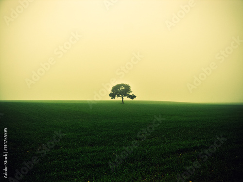 árbol solitario en una pradera photo