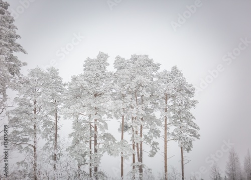 Wallpaper Mural Winter trees with white rime Torontodigital.ca