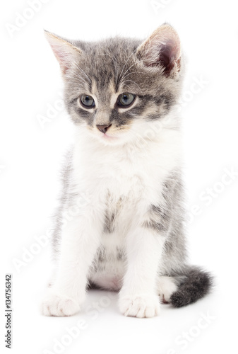 Kitten on white background. © Anatolii