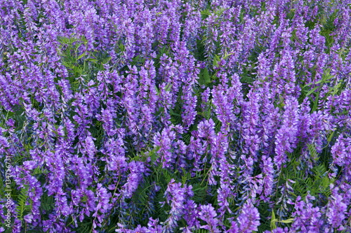 Полевые фиолетовые цветы 