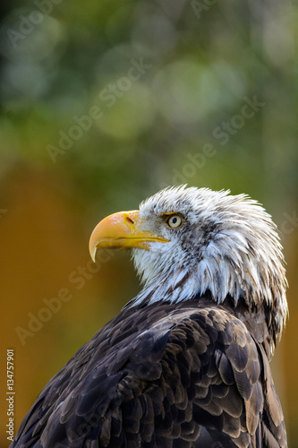 Bald eagle 1