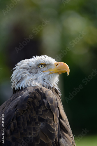 Bald eagle 3
