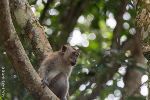 Monkey Perched on a Tree photo