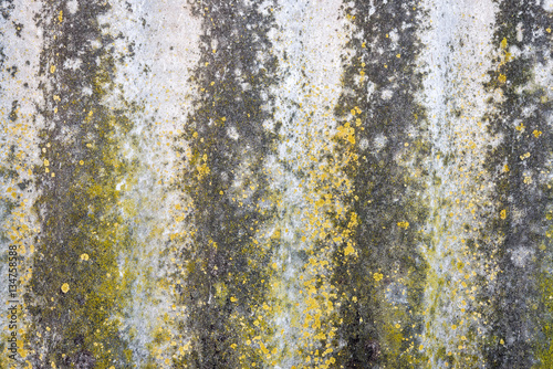 background rock moss texture