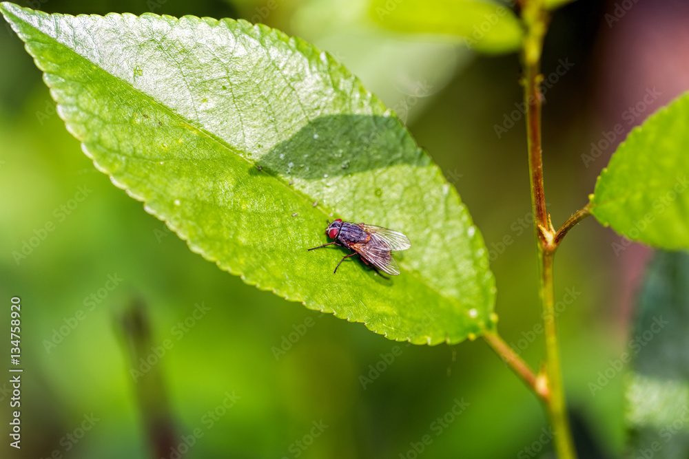 Insect fly on on green leaf Insect fly on on green leaf