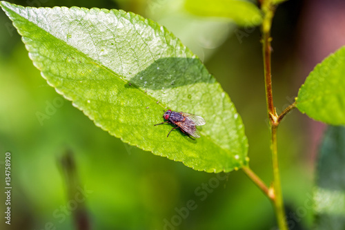 Insect fly on on green leaf