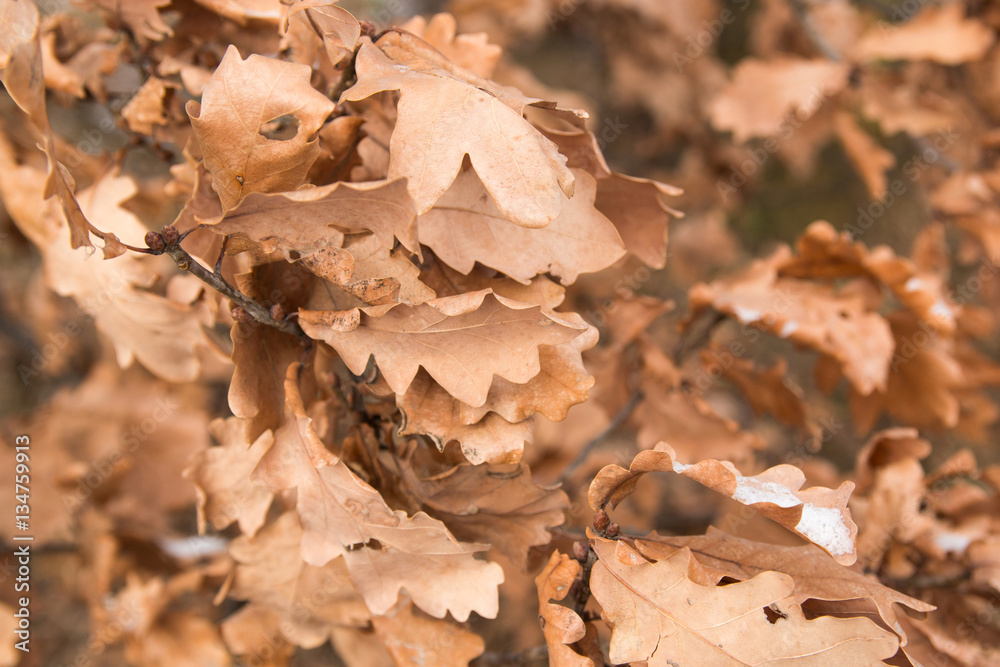 Oak tree leaves in winter