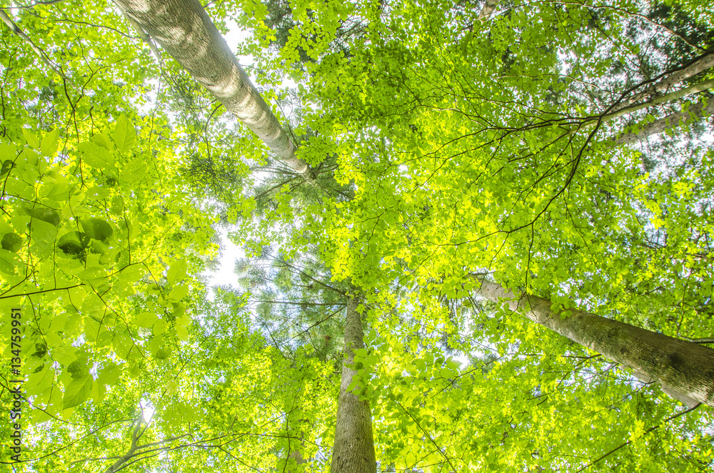 Fototapeta premium bright green image.