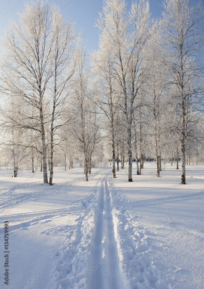 Fototapeta premium Winter landscape with snow covered trees .