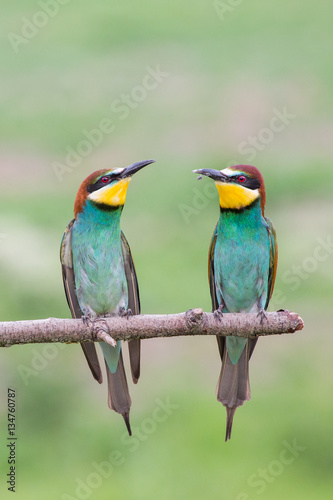 European bee-eater couple (Merops apiaster), Italy