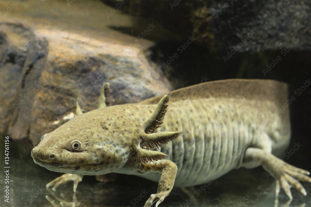 Axolotl aquarium. Axolotl aquarium.