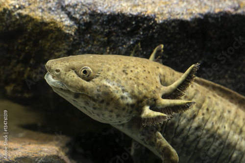 Axolotl aquarium.