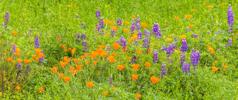 Lush Field of California Wildflowers