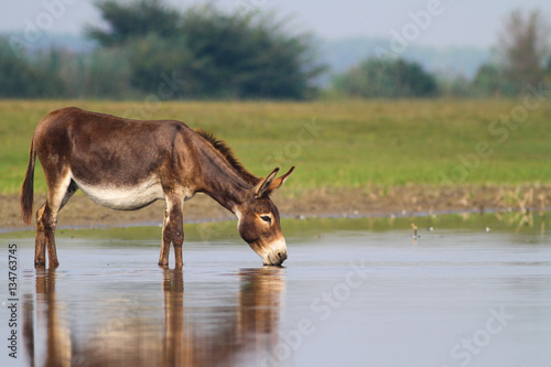 Fertile donkey drinking water
