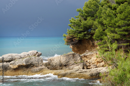 Landscape image, the pine forest by the sea