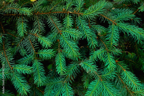 young Green fir-tree branches