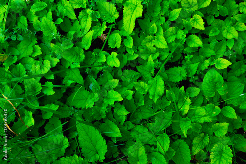 Green plant. leaves background.