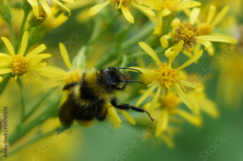 bumble bee and flowers, work