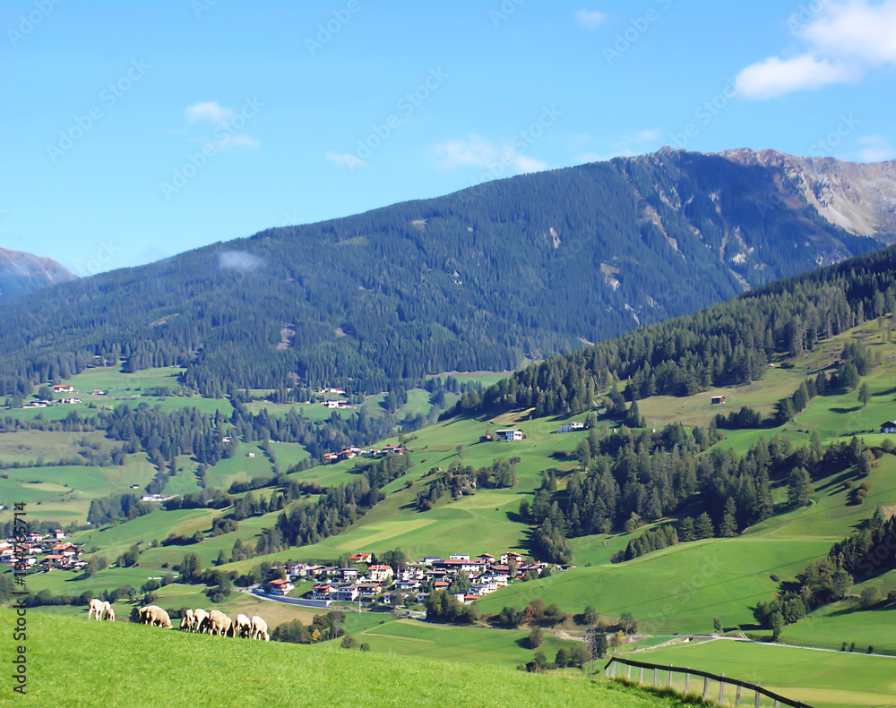 Sheep graze on the green Alpine meadows, blue sky with clouds