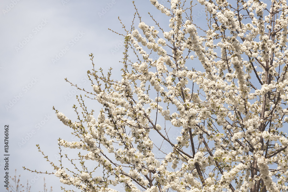 Obraz premium branches with white flowers