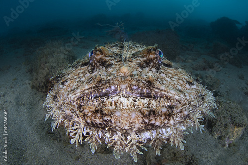 Rana Pescatrice 2