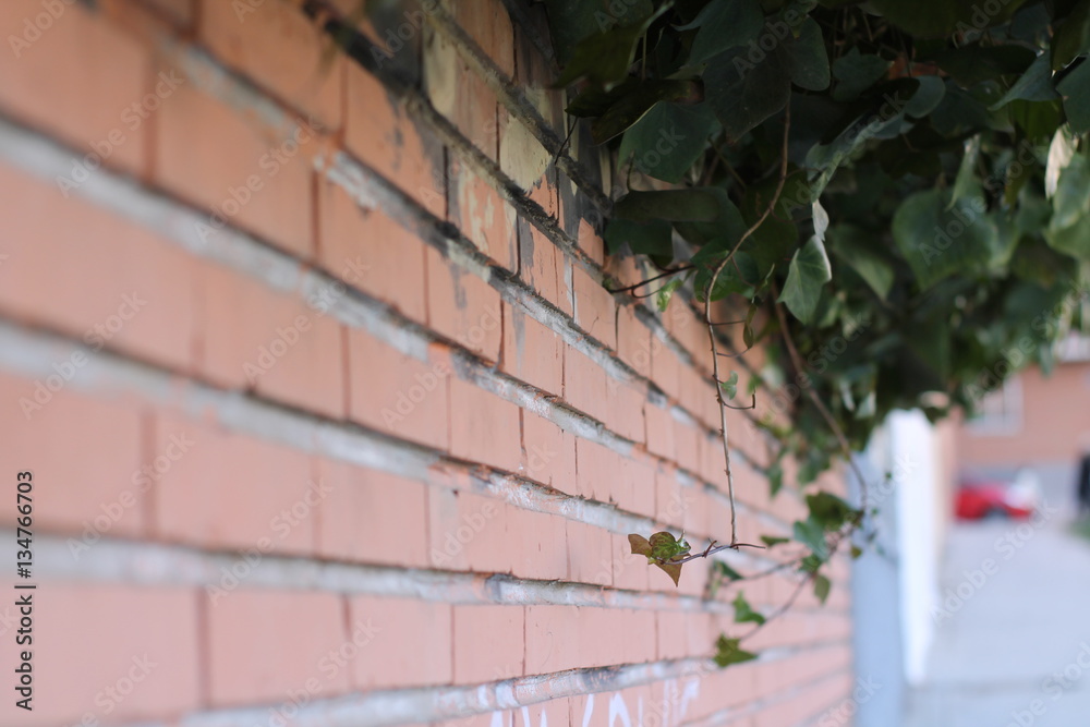 living wall living wall