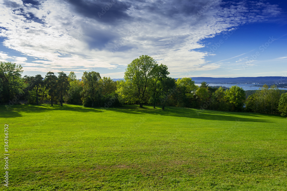 Grassy meadow with trees Grassy meadow with trees