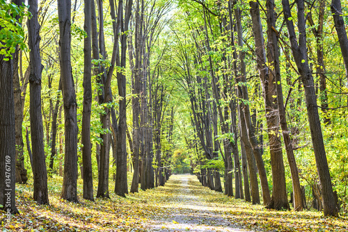 Pathway through the autumn park. Fall season background