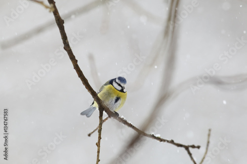 Melting snowflakes on head the blue titmouse