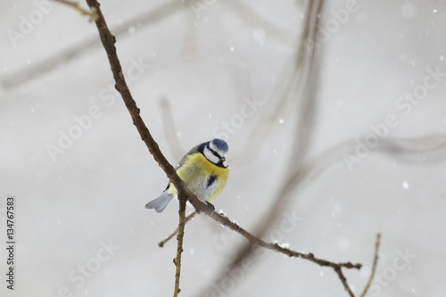 Melting snowflakes on head the blue titmouse © chermit