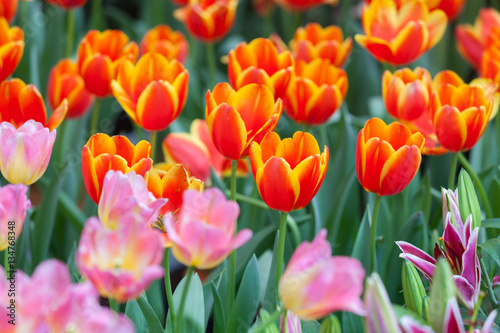 Close up flowers background. Amazing view of colorful tulips flowering in the garden