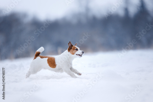Jack Russell Terrier, small active dog running in field