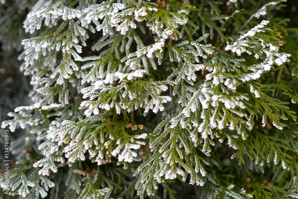 Frozen branch of fir tree. Winter nature plant