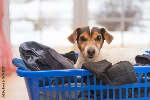 Fototapeta Naklejka Na Ścianę i Meble -  dog in laundry basket - Jack Russell Terrier