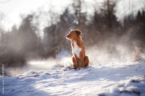 dog Nova Scotia Duck Tolling Retriever outdoors in winter mood