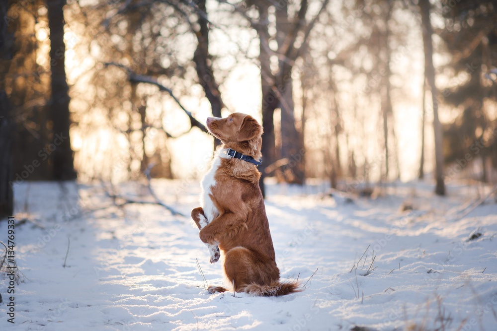 Retriever walks in the winter forest Retriever walks in the winter forest