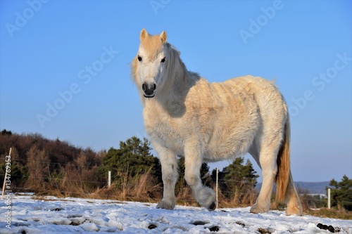 Ein helles Pferd mit Winterfell lebt auf der Weide im Winter bei Kälte Frost und Schnee in der Sonne.