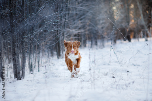 Retriever walks in the winter forest