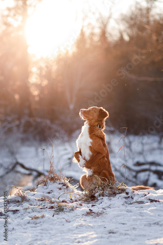 Fototapeta Naklejka Na Ścianę i Meble -  dog Nova Scotia Duck Tolling Retriever outdoors in winter