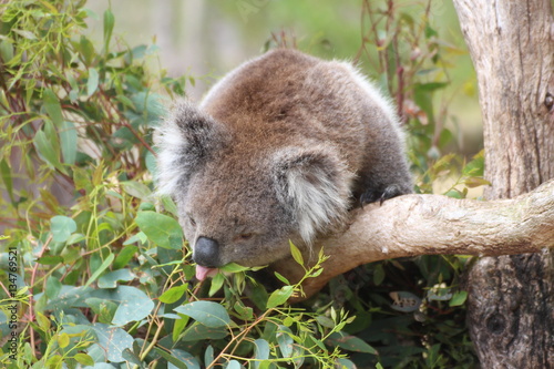 Fototapeta Naklejka Na Ścianę i Meble -  Koala / koala bear