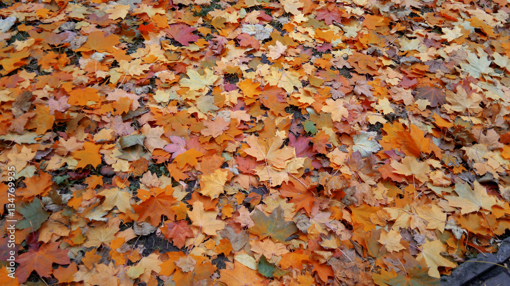 yellow, outdoor, green, leaf, park, grass, autumn, season, landscape, nature, background, beautiful, day, scenic, bright, color, ray, summer, tree, sunshine, gold, beauty, vibrant, orange, deciduous, yellow, outdoor, green, leaf, park, grass, autumn, season, landscape, nature, background, beautiful, day, scenic, bright, color, ray, summer, tree, sunshine, gold, beauty, vibrant, orange, deciduous,
