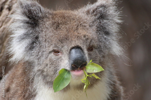 Photography Koala / koala bear
